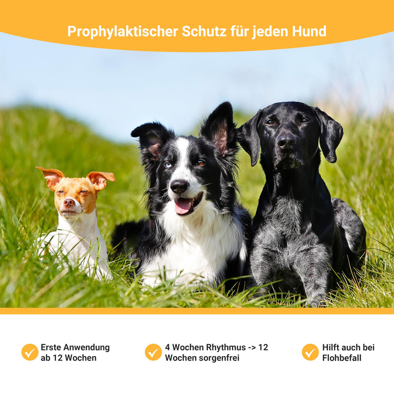Animal Vita® Spot On tick protection for dogs [reliable tick protection] tick repellent for dogs - tick protection dog - Spot On for large dogs (30 to 50kg) 30 to 50 kg (XL) - BeesActive Australia