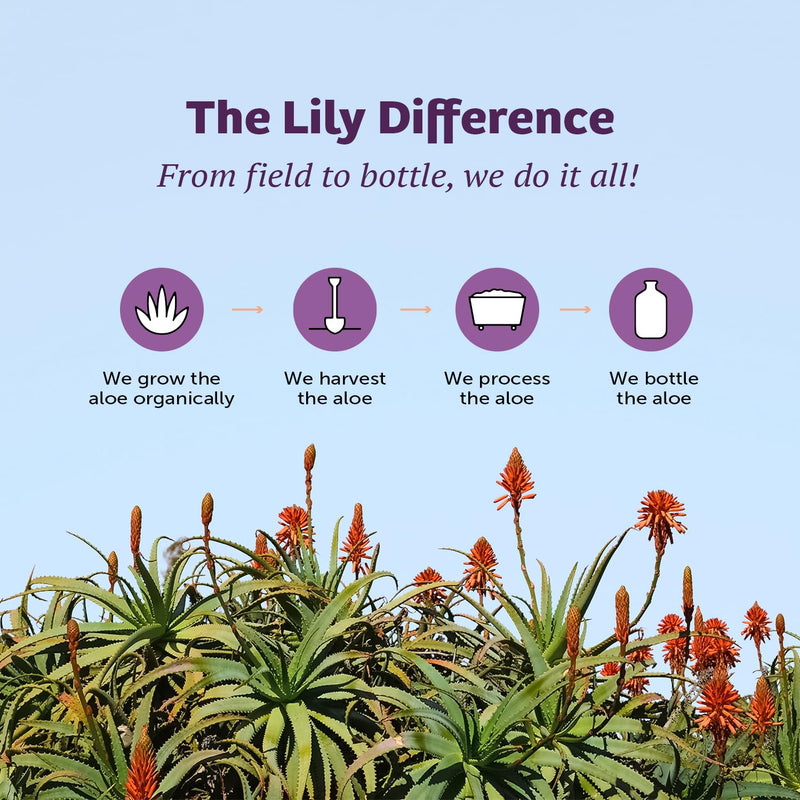 Lily Of The Desert Gelly Moisturizer - 99% Organic Aloe Vera Gel for Skin, After Sun Care with Aloe, Vitamin E Oil, and Vitamin C for Sunburn Relief, 16 Fl Oz 16 Ounce (Pack of 1)