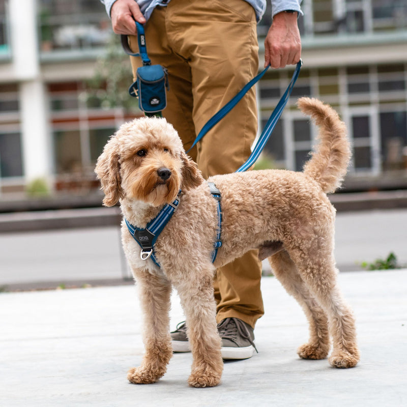 DOG Copenhagen Comfort Walk Air 3.0 Dog Harness - Harness for Dogs - Puppy Harness, Black, M - BeesActive Australia
