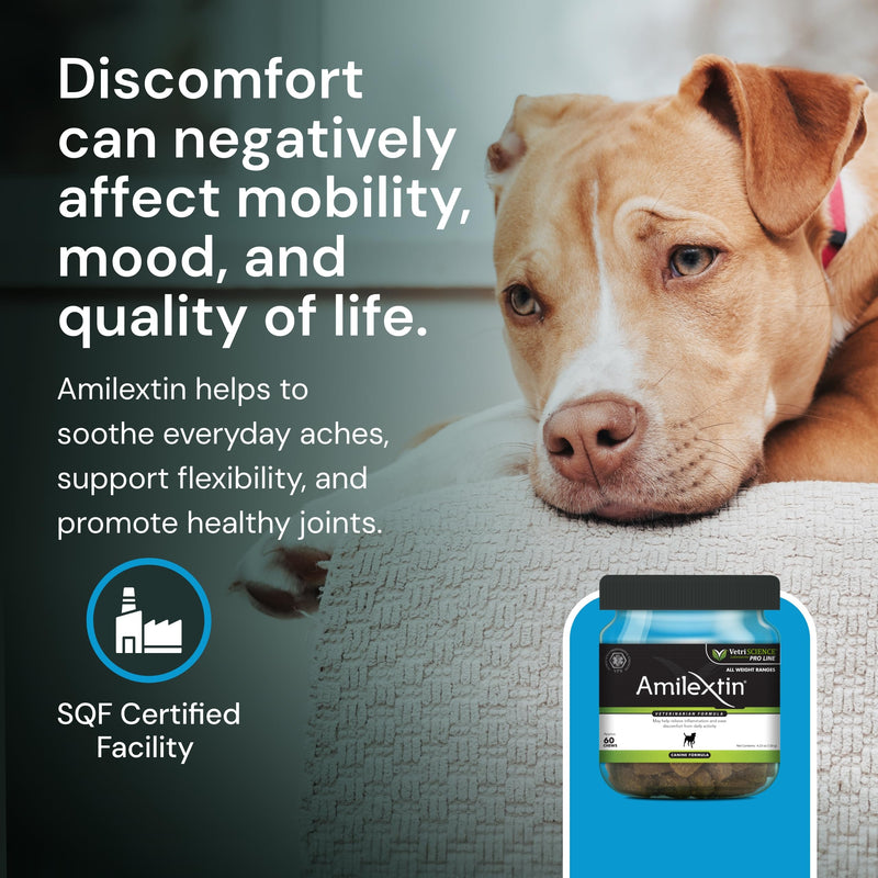 VETRISCIENCE Max Veterinary Strength Comfort & Ease Chews - Dog Comfort & Mobility Supplement for Canine Joint Relief - Clinically Proven Ingredients - Chicken Flavor - 60 Count