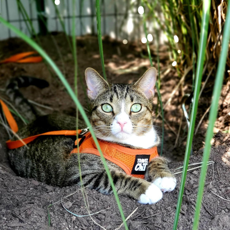 Travel Cat Harness and Leash Set - Adjustable Fit Mesh Cat Harness and Reflective Strap - Comfort Escape Proof Harness for Cats, Kitten for Outdoor Walking, Hiking (Medium, Orange) Medium - BeesActive Australia