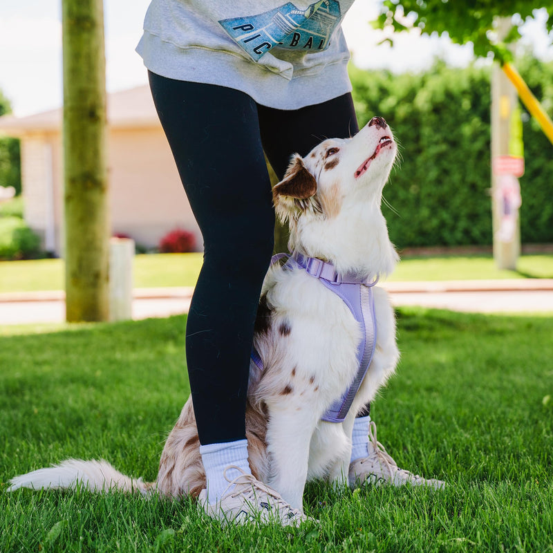 Adjustable Dog Harness with Handle | BearBone No Pull Dog Vest Harness | Front Clip Harness for Dogs | Best Dog Harness for Walking and Training | Medium Dog Harness | Lilac Dog Harness - BeesActive Australia