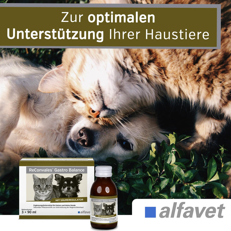 alfavet, ReConvales Gastro Balance for cats and dogs, for the care of the gastric mucosa with acidity regulator, supplementary feed, 3 x 90 ml - BeesActive Australia