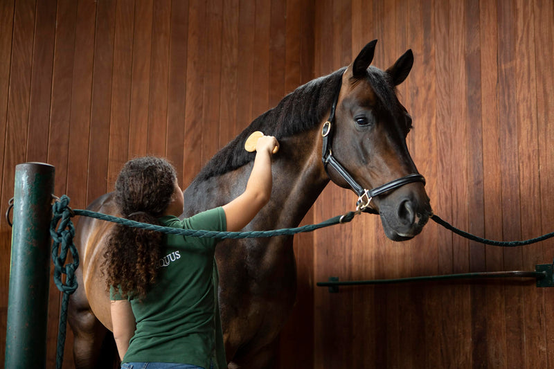 Artero horse brush. horse mane and tail brush. mane and tail brush made of elegant and resistant bamboo. horse grooming supplies - BeesActive Australia