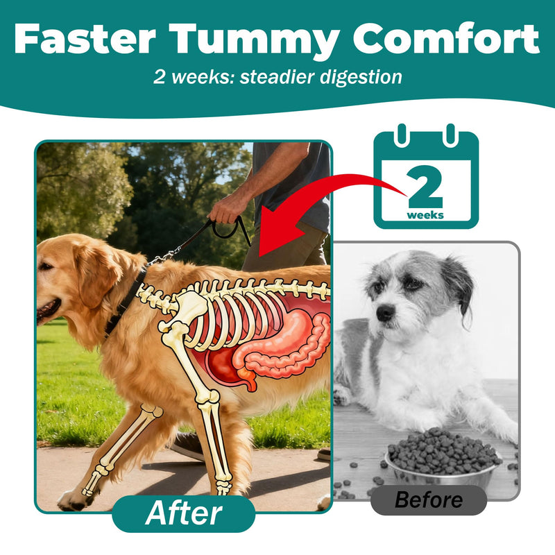 Dog Upset Stomach Relief for Nausea | Probiotics for Dogs | Soothe Upset Stomach | Dog Slippery Elm & Pumpkin | Support Digestive Health | 2.12 OZ Chicken Flavor