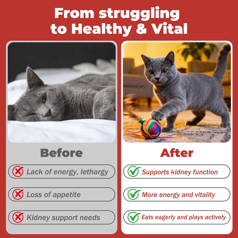 Cat Kidney Support Chitosan & L-Lysine – Boosts Kidney Health & Function, Promotes Toxin Removal, Restores Kidney Function, Enhances Vitality – Natural Ingredients for Cats – 30 Tubes
