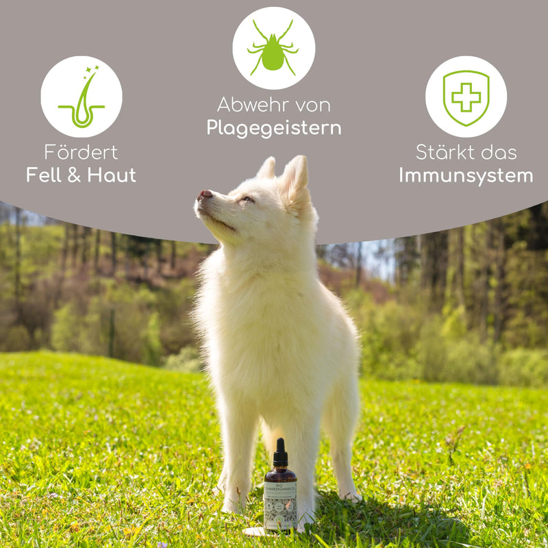 Organic black cumin oil for dogs 100ml - cold pressed 100% organic farming, in glass bottle with glass pipette - pure Egyptian black cumin oil (Nigell Sativa) DE-ÖKO-060 - BeesActive Australia