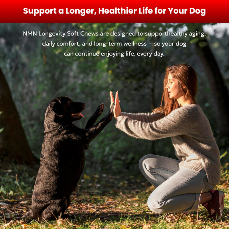 NMN Longevity Soft Chews for Dogs – Beef Flavored – Antioxidant Support for Joint Health, Immune Function, and Cellular Protection – 120 Count
