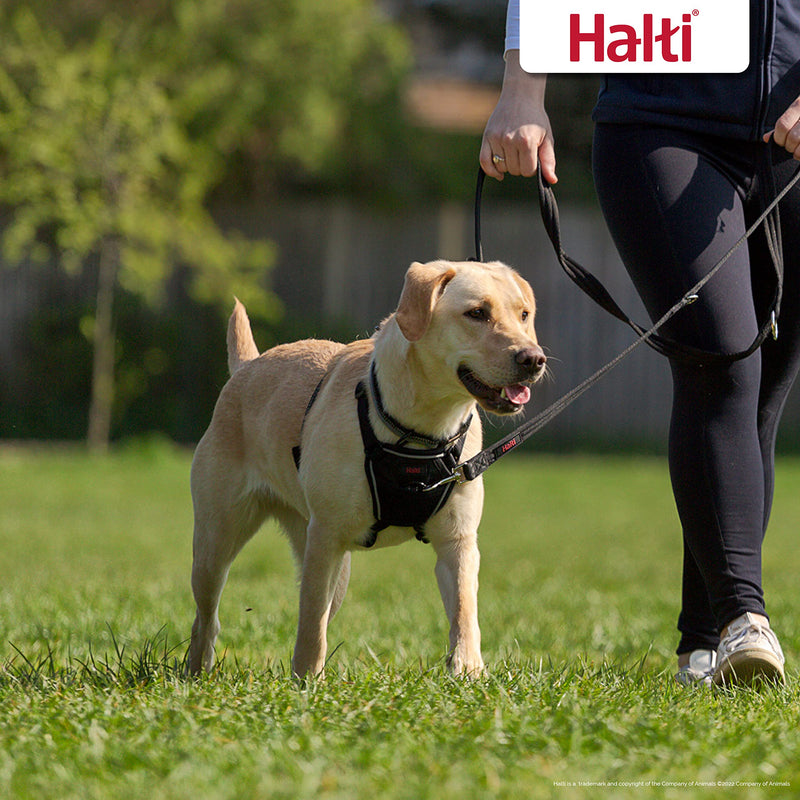 HALTI No Pull Harness Size Medium & HALTI Training Leash Size Large, Black Combination Pack - Stop Your Dog Pulling on The Leash. Adjustable, Lightweight and Easy to Use. Suitable for Medium Dogs - BeesActive Australia