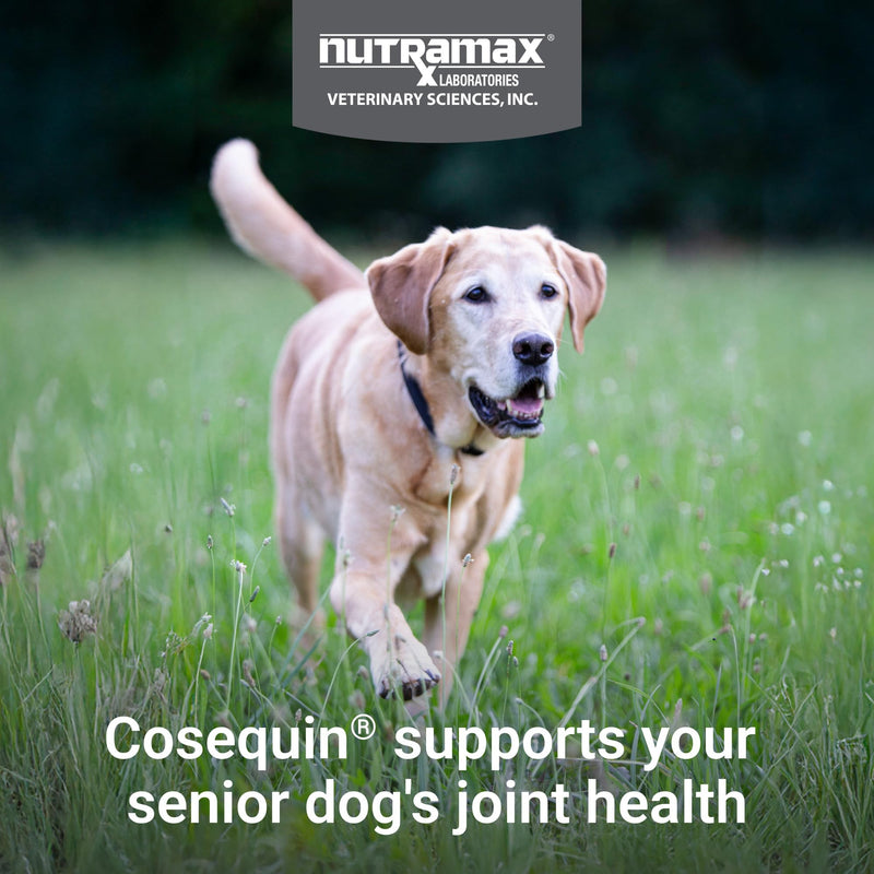 Nutramax Cosequin for Senior Dogs Joint Health Supplement, Contains Glucosamine, Chondroitin, MSM, Omega-3s and Beta-Glucan, Supports Joint, Skin and Coat, Immune Health, Soft Chews, 120 Count 120 ct