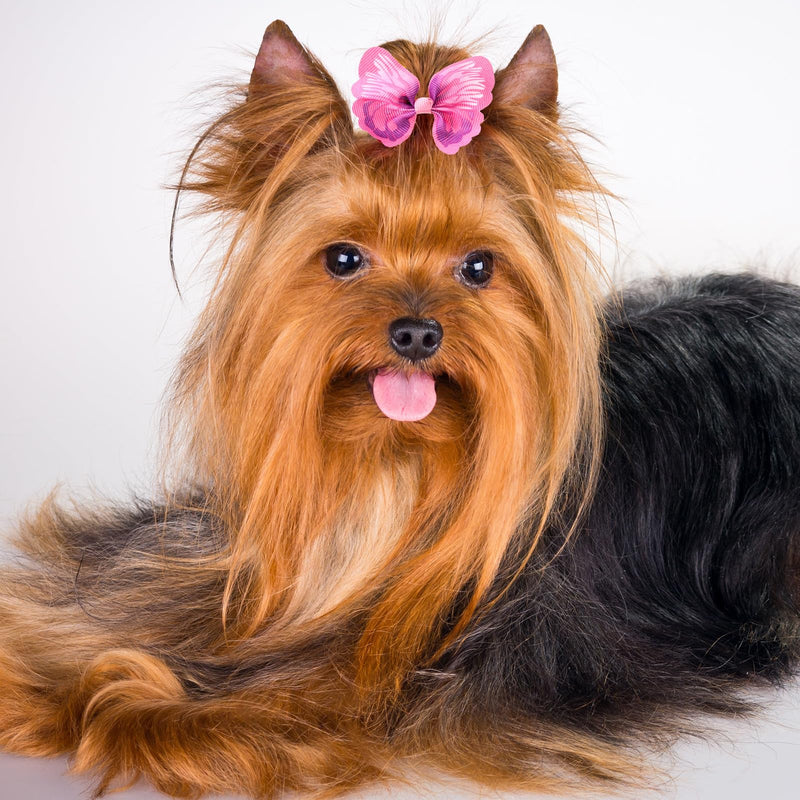 Janinka 36 Pieces Dog Hair Bows with Rubber Bands Butterfly Dog Knotted Bows Flower Pearls Hair Bows Elastic Hair Ties Bands Pets Dogs Cats Grooming Accessories - BeesActive Australia