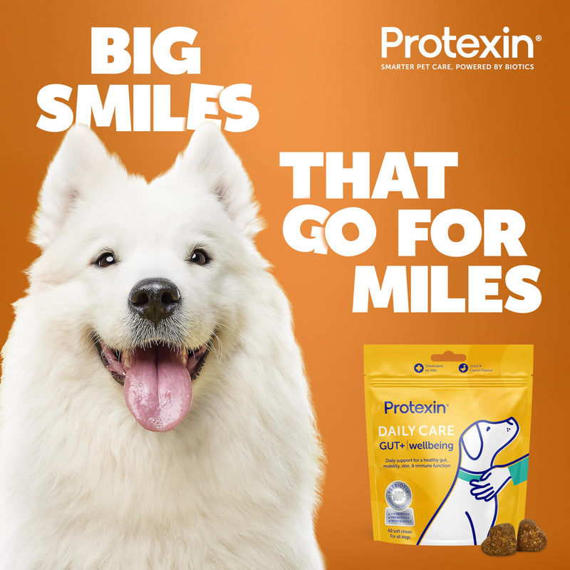 Protexin Daily Care Gut+ Wellbeing – Probiotic, Prebiotic & Postbiotic Chews for Dogs – Supports Gut Balance, Skin, Mobility & Immune Health – Duck & Carrot Flavour – 60 Soft Chews