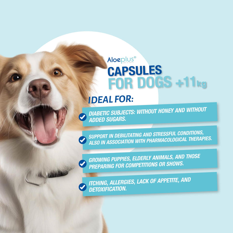 Capsules Dietary Supplement for Dogs Weighing 11+ kg. - Natural Supplement Based on Aloe arborescens - Stimulates The Immune System - for The Well-Being of Dogs Weighing 11 kg and up.