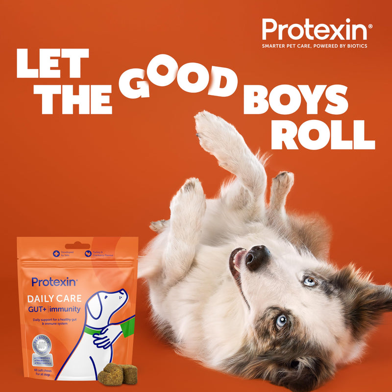 Protexin Daily Care Gut+ Immunity – Probiotic, Prebiotic & Postbiotic Chews for Dogs – Supports Gut Health, Immune Function & Digestion – Turkey & Cranberry Flavour – 60 Soft Chews