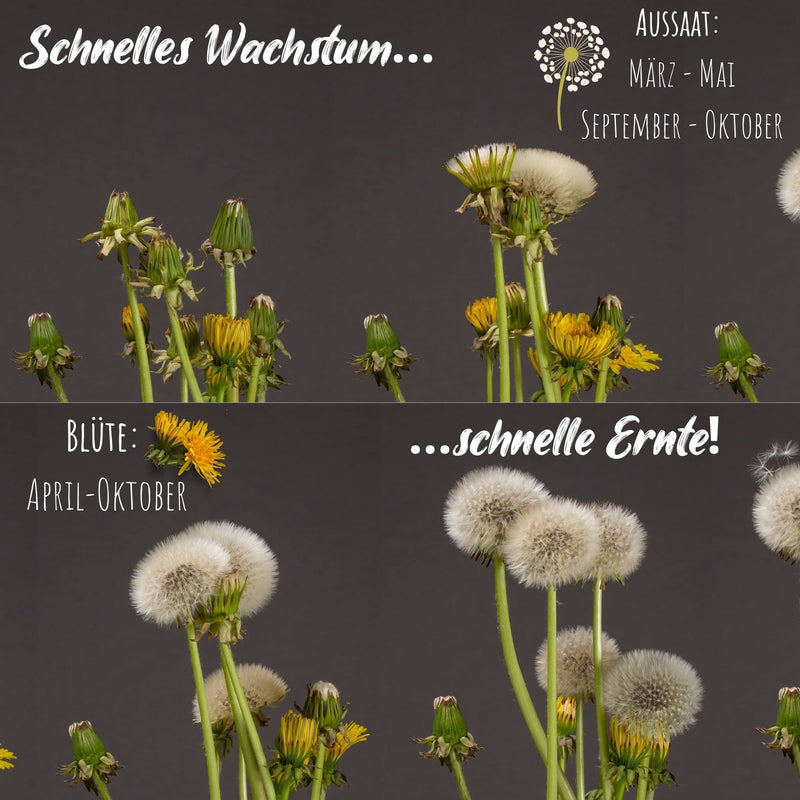 Dandelion seeds for rabbits - wild herb seeds as an optimal food supplement for rabbits, guinea pigs and turtles (5,000 seeds) 5,000 seeds - BeesActive Australia