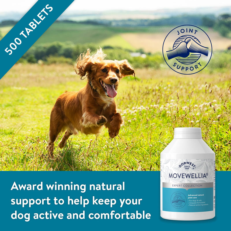 Dorwest Herbs MoveWellia Joint Care Supplement for Dogs and Cats - 500 Tablets - Natural Dog Supplements for Joint Discomfort with Boswellia, Chondroitin, Glucosamine and Celery Seed