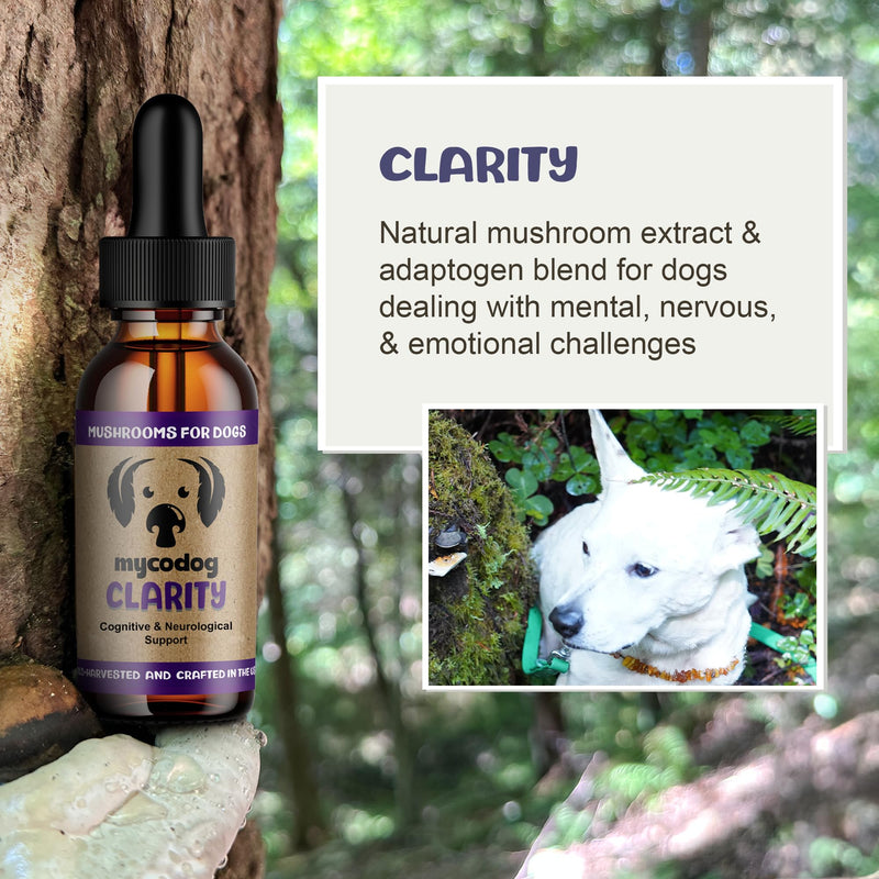 MycoDog Clarity - Cognitive Support Mushroom Supplement for Dogs - Brain Health, Memory & Focus Support with Adaptogens for Aging Dogs