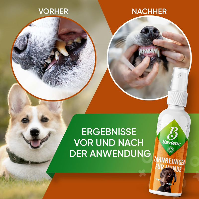 Baviette Dog Dental Care: 100 ml Gentle Brush-Free Tooth Cleaner with Microorganisms – Odourless, Tasteless, Alcohol-Free & Fragrance-Free – Made in the EU