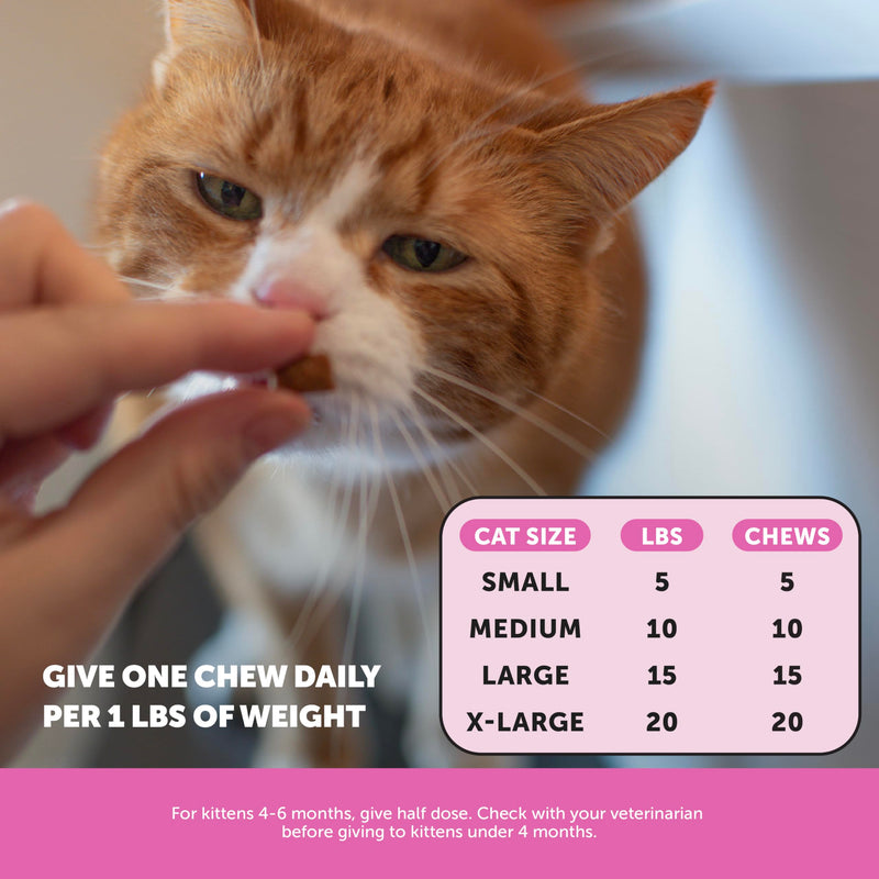 Pet Honesty Cat Dental & Multivitamin Chews Virtual Bundle — Fresh Dental Bites + Multivitamin Crunchy & Creamy Chews (30-Day Supply)