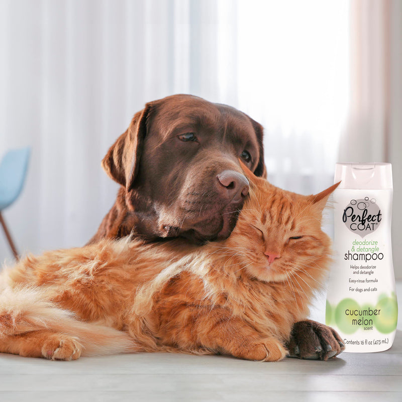 Detangle & Deodorize Shampoo - BeesActive Australia