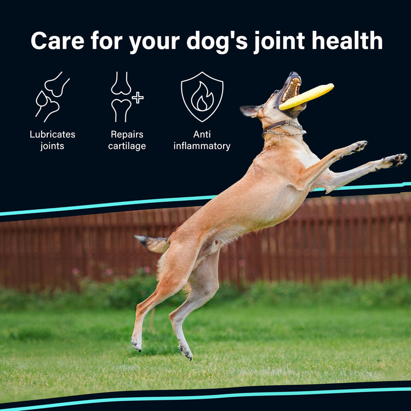 GOMUTTS Joint Supplements for Dogs, 120 Dog Joint Tablets with Glucosamine, Green Mussel, Dog Joint Supplements for Adult, Promote Joint Health, Reduce Stiffness & Inflammation, Enhance Mobility 120 Tablets