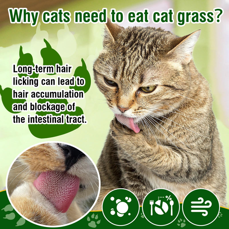 Freezed Drying Cat Grass Treats, Cat Grass Teething Sticks Cats Snacks for Hairball Removal and Dental Care Cat Grass-50g