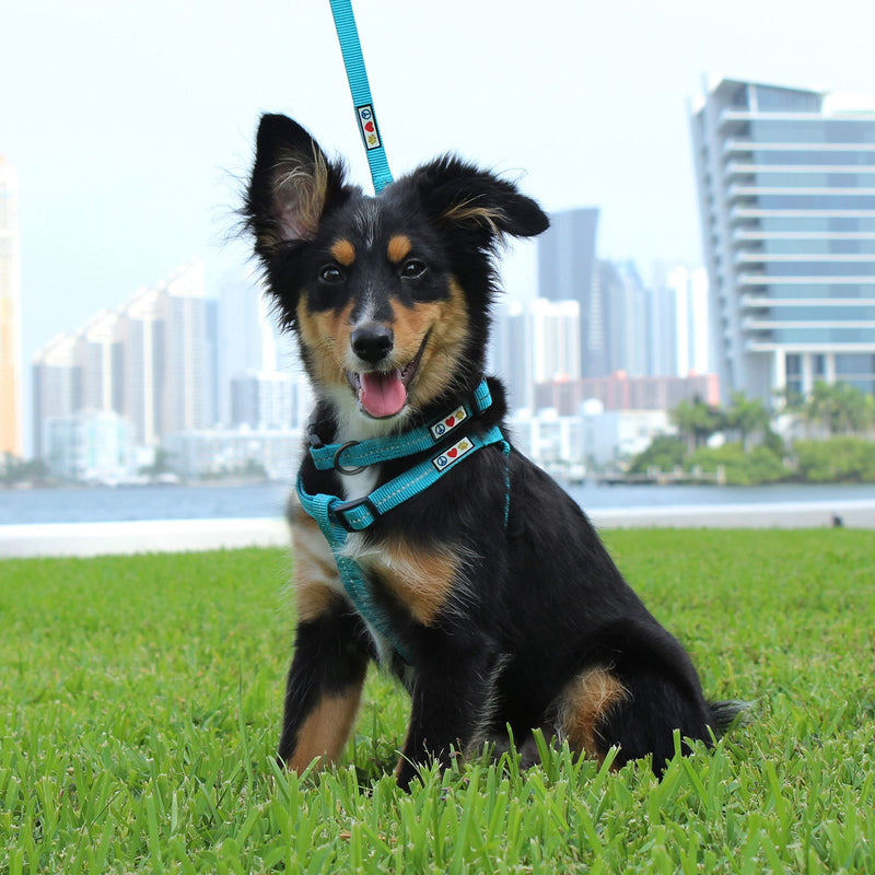 Pawtitas Recycled Dog Harness with Reflective Stitched a Puppy Harness Made from Plastic Bottles Collected from Oceans Small Black Sea Small (Pack of 1) Black ♻️ Recycled Reflective - BeesActive Australia