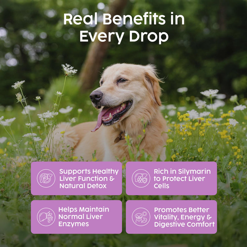 Milk Thistle for Dogs & Cats - Liver Supplements for Dogs, 100% Herbal Cat & Dog Supplements, Silymarin Antioxidant, Milk Thistle Liver Detox Tincture Drops Supports Immune System | 50ml