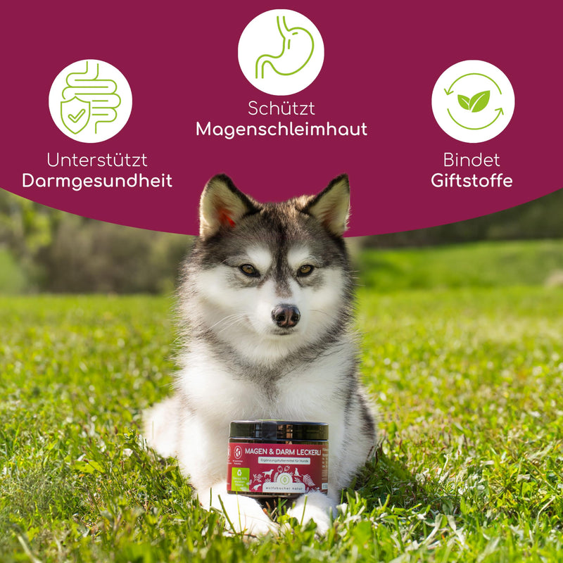 Digestive snack for dogs - 125 probiotics treat for stomach problems, heartburn, diarrhea | 100% natural, supports intestinal flora & normal feces | 125 gentle treats snack: gastrointestinal - BeesActive Australia