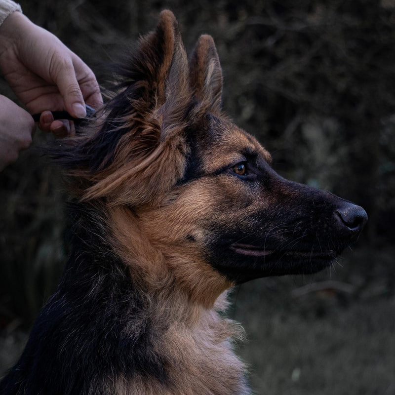 Fenrir Slip Leash 1.4m Professional Dog Training Lead to Stop Pulling, Perfect for Walks, Easy to Use, Spring Loaded Stopper, Light Weight and Durable - BeesActive Australia