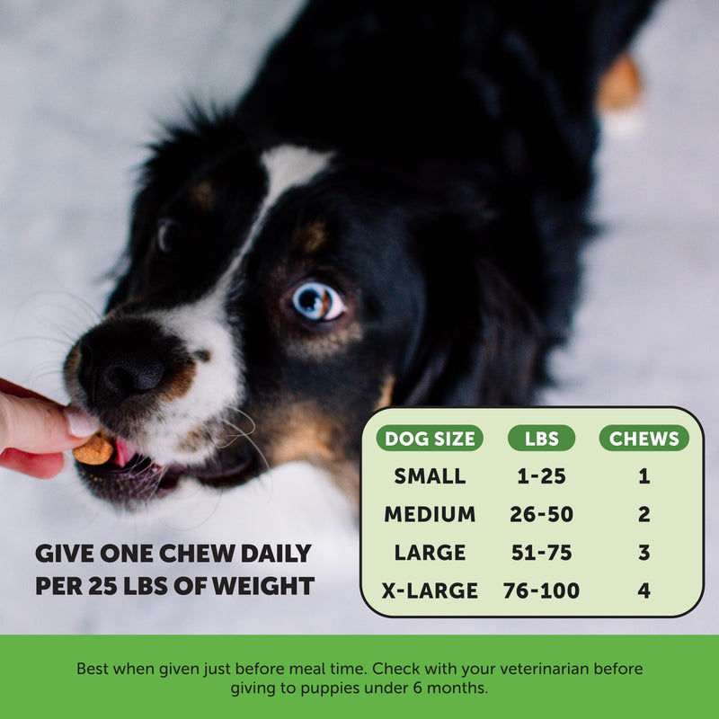 Pet Honesty Probiotics for Dogs + Dental Powder for Teeth Cleaning & Plaque Removal, Dog Probiotics for Gut Health, Diarrhea, Bowel Support & Itch Relief - PawsPlanet Australia