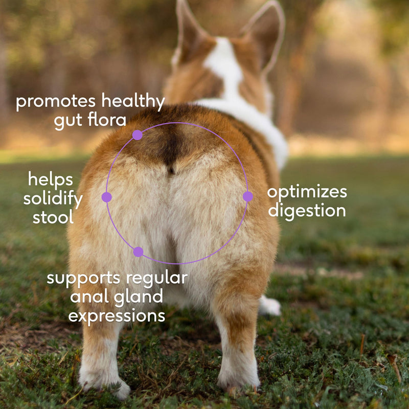 Native Pet WonderGland - Dog Anal Gland Treatment Using Fiber for Dogs - Prevents Scooting for Dogs Anal Gland Supplement Including Dog Gut Health Probiotics for Anal Gland Support - 60 Scoops - BeesActive Australia