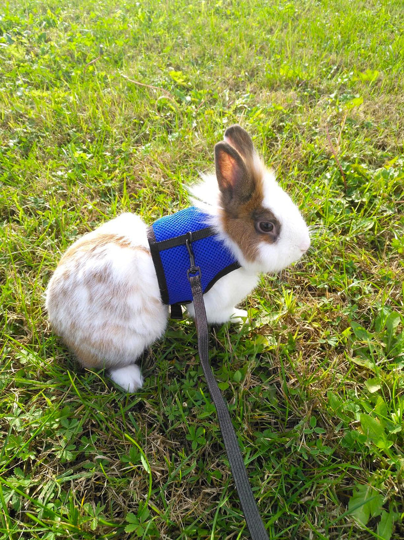 Pettom Bunny Rabbit Harness with Stretchy Leash Cute Adjustable Buckle Breathable Mesh Vest for Kitten Small Pets Walking (L(Chest:10.6-13.3 in), Blue) L(Chest:10.6-13.3 in) - BeesActive Australia