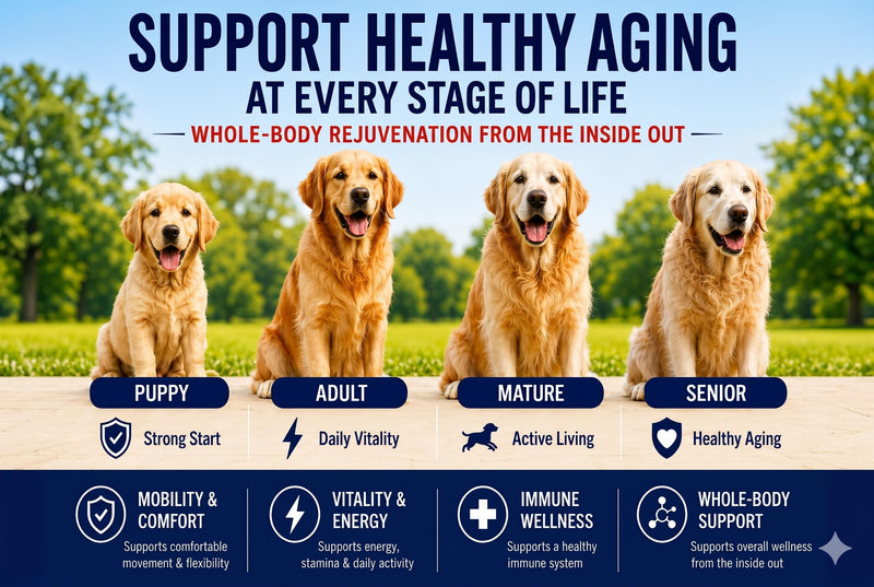 DogtorRx Age Defense, Senior Dog Joint & Mobility Support Supplement, Healthy Joints & Ligaments, Dog Chewable Multivitamin & Supplement for All Breeds & Sizes, Made in USA (60 Tablets)