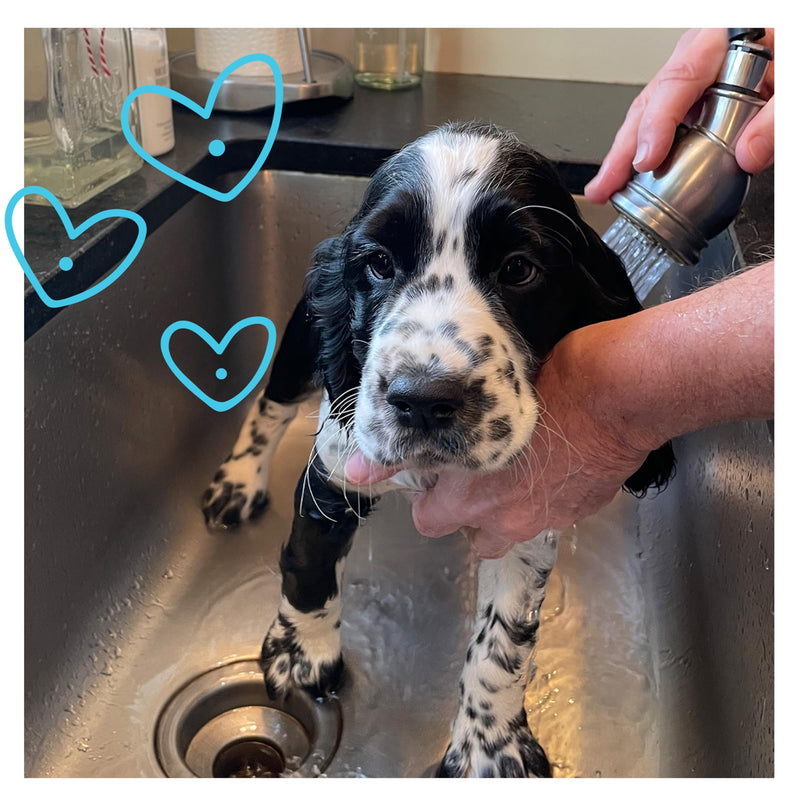 Shameless Pets Dog Shampoo for Itchy Skin, Sandalwood Scent, Made with Aloe Vera, Honey, Vitamin E, and upcyled Oats, Plastic-free - BeesActive Australia