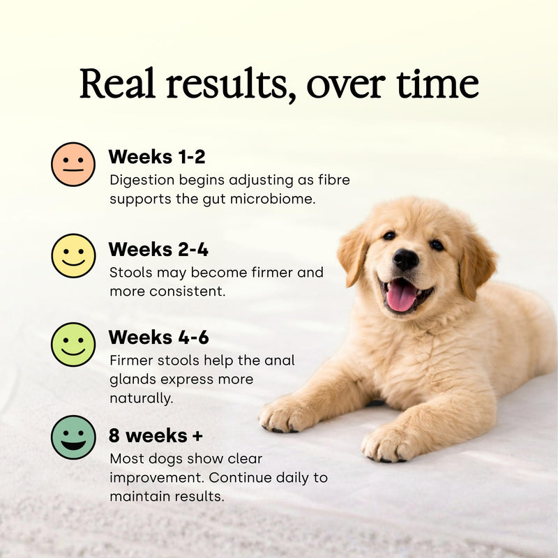 Scooch Anal Gland Supplement for Dogs — Fibre Chews Dogs Actually Eat | Banana, Apple & Coconut | Supports Firm Stools & Natural Gland Emptying | Plant-Based, Grain-Free | 60 Chews