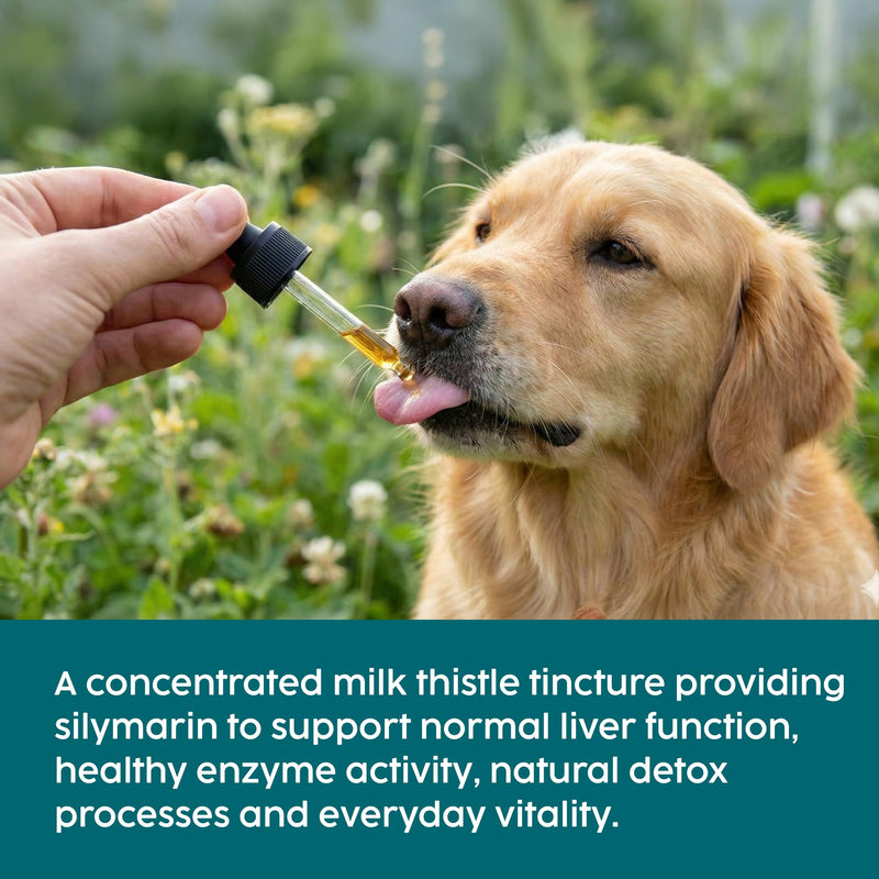 Milk Thistle for Dogs & Cats - Liver Supplements for Dogs, 100% Herbal Cat & Dog Supplements, Silymarin Antioxidant, Milk Thistle Liver Detox Tincture Drops Supports Immune System | 50ml