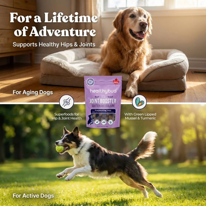 healthybud Hip & Joint Soft Chews for Dogs – Grain-Free Functional Dog Treats with Glucosamine, Chondroitin & Green Lipped Mussel – Daily Mobility Support – for All Ages & Breeds – 130 g (4.6 oz) 4.6 Ounce (Pack of 1)