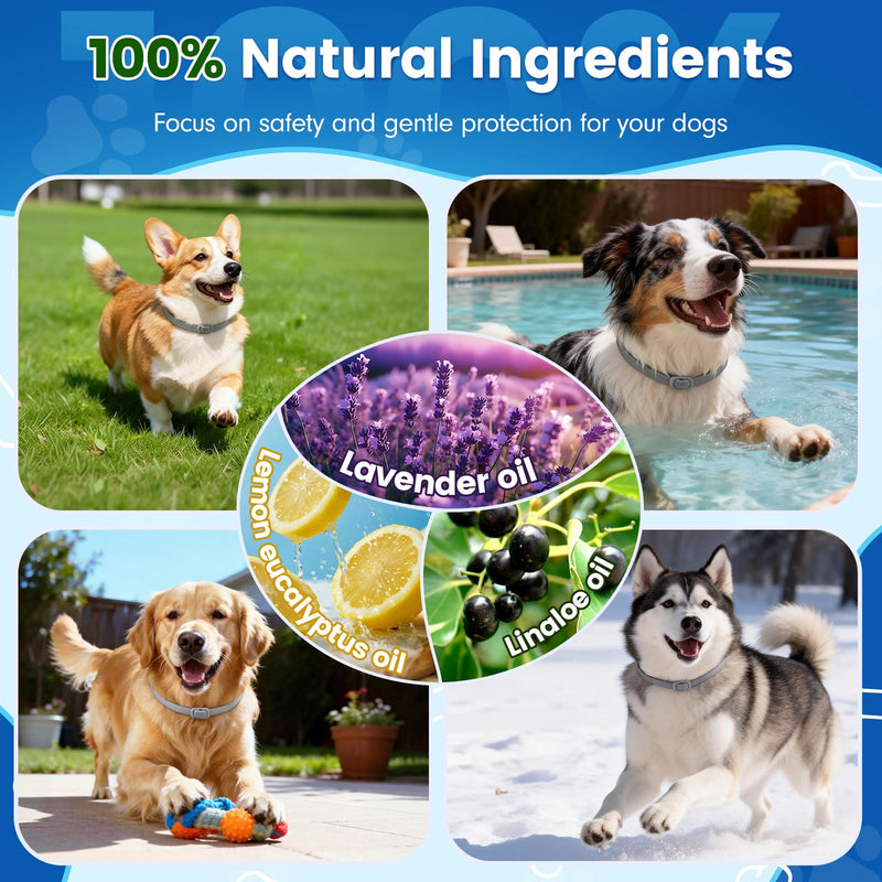 KOOSA Flea and Tick Collar for Dogs, 2 Packs Flea Collar for Dogs with Natural Essential Oils, Waterproof & Adjustable Flea and Tick Prevention Collar for Small Medium Large Dogs & Puppies, Grey 06