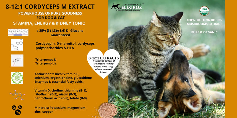 PURE CORDYCEPS M >25% β-glucans,100% Mushrooms Fruiting Bodies 8-12:1 Extract for Dogs & Cats Stamina, Energy & Tonic. Anti inflammatory. Immune, Brain, Kidney, Liver health. 250 SERVINGS for 25lb pet - PawsPlanet Australia