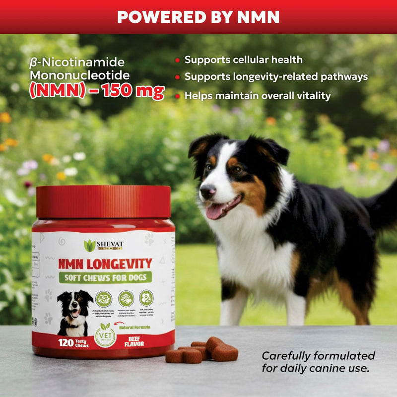 NMN Longevity Soft Chews for Dogs – Beef Flavored – Antioxidant Support for Joint Health, Immune Function, and Cellular Protection – 120 Count