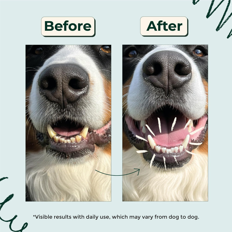 Sparkly Pets – Dental Powder for Dogs – Anti-Tartar & Plaque Cleaner, Tooth Whitening, Bad Breath & Gum Care – Eucalyptus, Prebiotics – French Brand – 120g (55 Scoops)