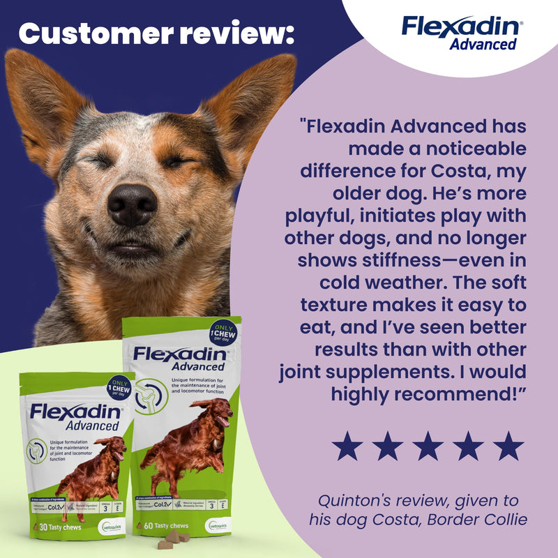 Flexadin Advanced Joint Care Supplement for Dogs containing Undenatured Type II Collagen, Boswellia serrata, Omega 3 & Vitamin E/Promotes joint health, mobility & flexibility | 60 chews