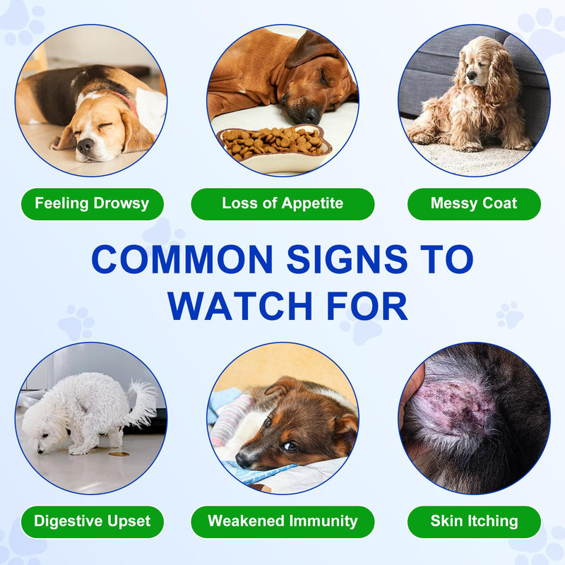 Probiotics for Dogs, Dog Probiotics for Gut Health, Dog Probiotic Supplements, dog probiotics and Digestive Enzymes with Prebiotics, Digestive Support & Itchy Skin Relief,Allergies,Reduce Diarrhea,Gas