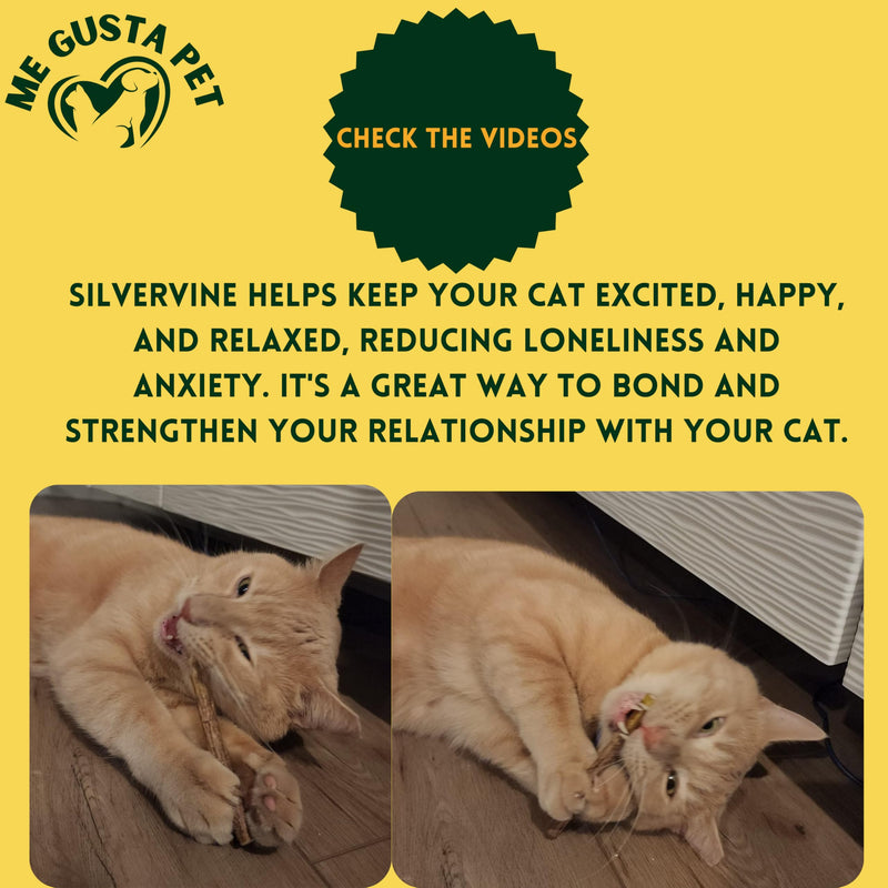 Cat Toys Silvervine Sticks for Cats | Matatabi Cat Chew Stick | Cat Toy Catnip Sticks Organic Cat Chew Toys | Wooden Stick Kitten Teething | Silvervine Sticks for Cat (Pack of 30) - BeesActive Australia