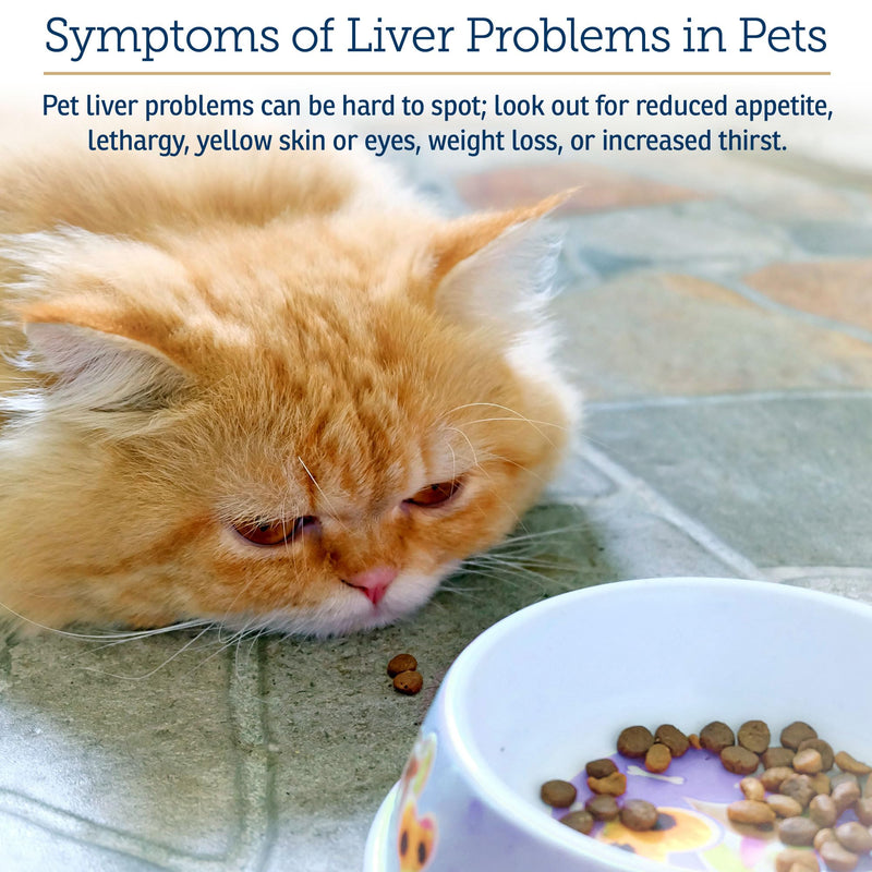 Rx Vitamins Liquid Hepato Support for Dogs & Cats - Liver Support Supplement with Milk Thistle for Dogs (Silymarin & Silybinin) and Vitamin B - Bacon Flavor (4oz) New Label