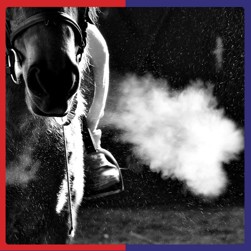 Equine America (500ml) Airways Solution to Support Respiratory Health for Horse & Pony. Premium Ready to Use Horse Supplement For Airways and Performance. Contains Natural Ingredients.