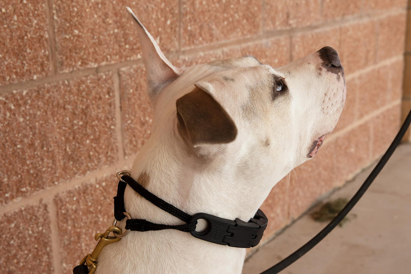 Starmark Pro-Training Dog Collar Large - BeesActive Australia