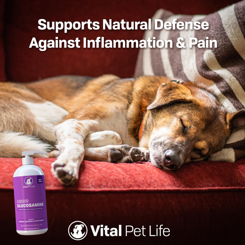 Liquid Glucosamine for Dogs Cats & Horses with Chondroitin, MSM, and Hyaluronic Acid, Hip & Joint Supplement for Mobility & Comfort, Supports Joint Health & Flexibility, Mobility, & Protection, 32 oz - BeesActive Australia