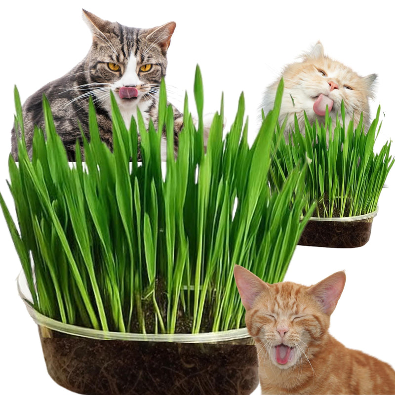 TheGuard Cat Grass Seeds 5-Packs of Grass Seeds Indoor Pet Hairball & Digestive Control, Oral Health, Stress Relief & Play Natural Green